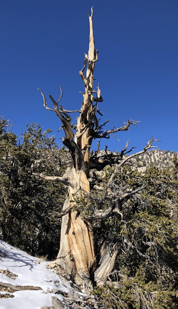  year old tree Bristlecone Pine Forest White Mountains CA November  