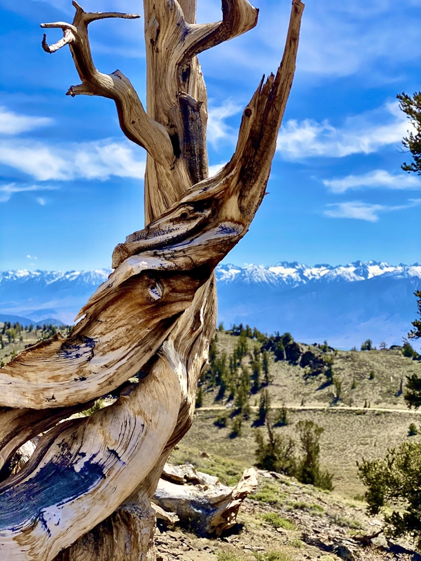A  year old Ancient Bristlecone Pine overlooking the Sierra Nevadas 