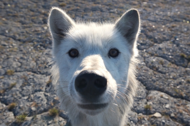 Arctic wolf looking straight into my lens  CFS Alert 