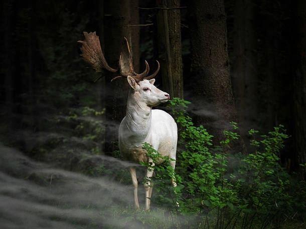 Beautiful white fallow deer_ Germany By Georg May 