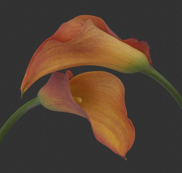 Bought these purely to photograph Very nice Calla Lilies