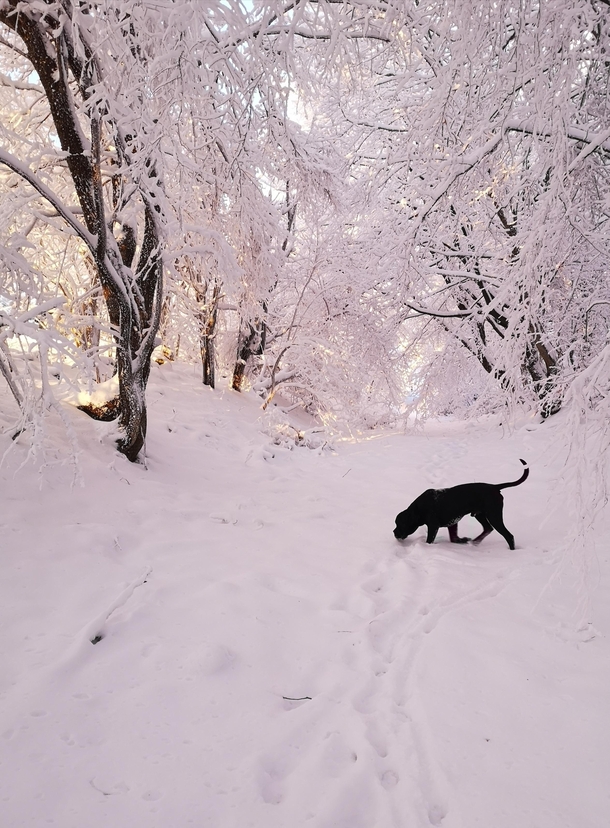 Brutus in winter wonderland Transylvania