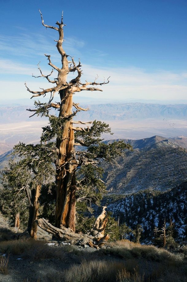 Death Valley from Telescope Peak and an ancient Bristlecone Pine California  x