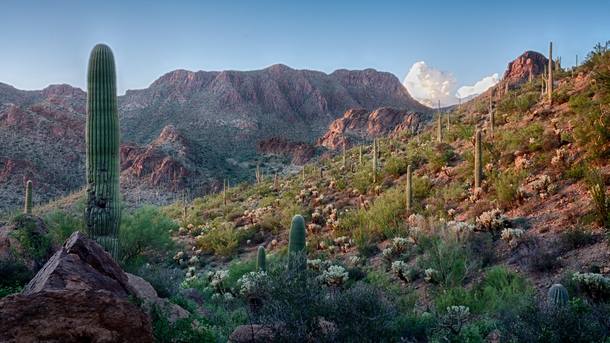 Desert Wonderland - Tucson Arizona 