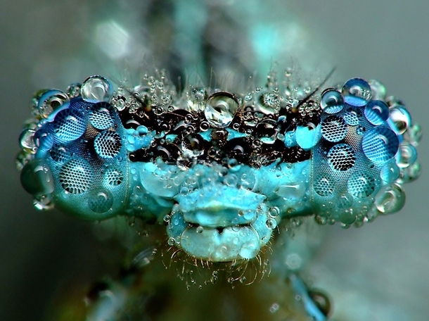 Dragonfly covered by a dew photograph by Mirosaw witek 