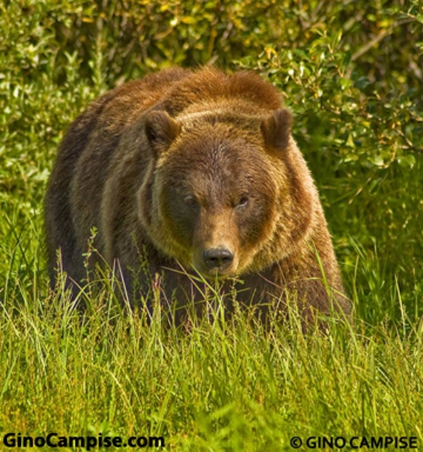Im always hiking in Alaska looking for all animals species but I prefer the alpha predators Heres one of the hundreds of Grizzly Bear Ive encountered Hiking Yes hes looking right at me 