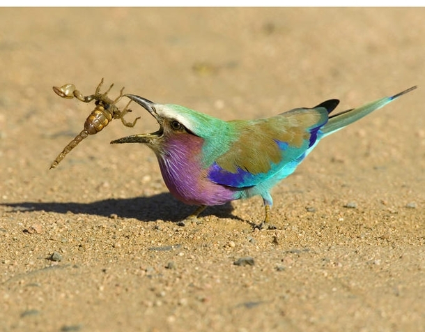 Lilac Breasted Roller vs Scorpion  x 