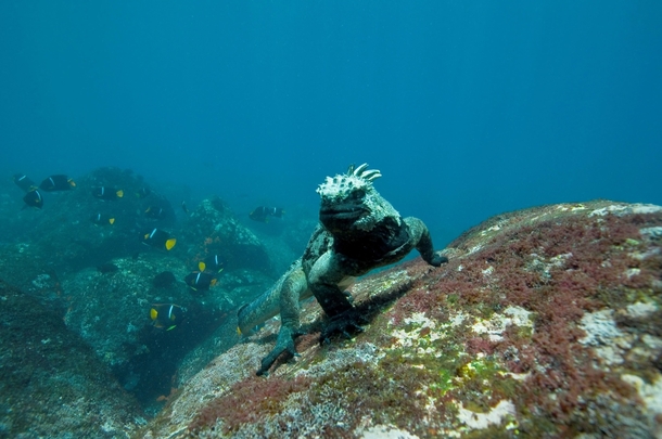 Marine Iguana Amblyrhynchus cristatus 