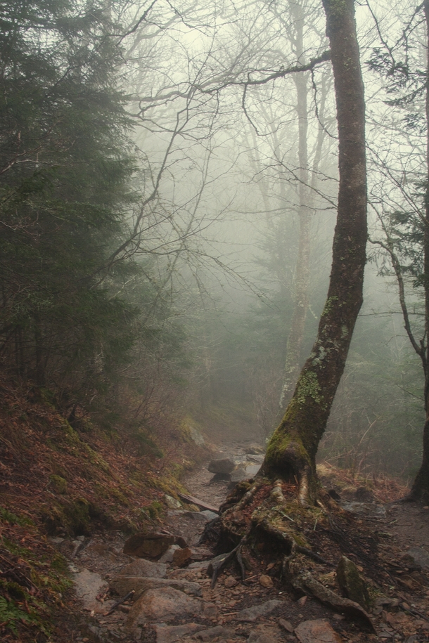 Segment of the Appalachian Trail inside Great Smoky Mountains National Park TN 