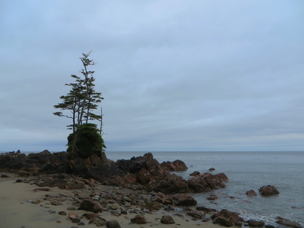 Storm battered Spruce trees on a lone pillar of rock facing the open Pacific ocean Cape Scott BC 