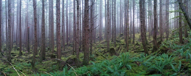 Took this pic as we were on our way to check out a nearby Reappearing creek in the local karst the moss covered forest was amazing in the fog Port McNeil BC 