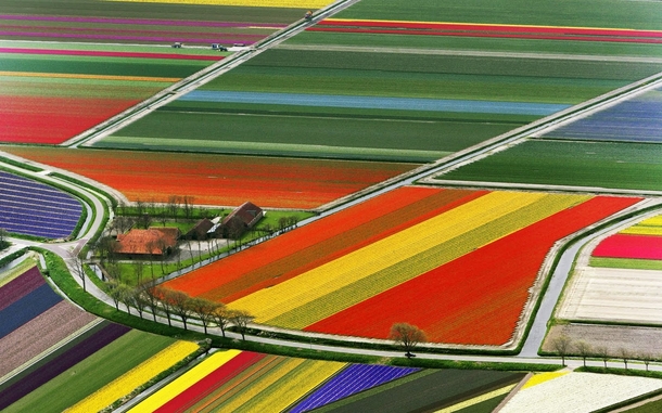 Tulips Netherlands 