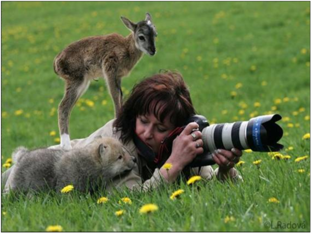 Whatcha doin lady A professional photographer out in the field is approached by both a wolf cub and a fawn 