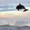  ton Orca jumping ft out of the water 