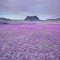 Every few years for a few fleeting days when conditions are just right these otherwise arid lands burst into color with carpets of Scorpionweed and Beeplant - Utahs badlands  photo by Guy Tal