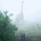 Giraffe and leopard on a misty morning in the African savanna South Africa photo by Dylan Royal