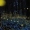 Rei Ohara captures fireflies on film