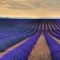Stunning Lavender Field in Aix-En Provence France 