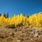The actual color of the aspens near Aspen Colorado this time of year 