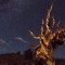 This particular tree is estimated to have lived over  years The intense weather high altitude climate and nutrient poor soil allow the Ancient Bristlecone Pines to thrive in this environment where hardly anything else can survive