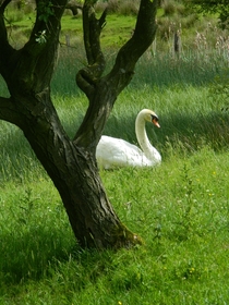  A Swan in a clearing laying by a tree