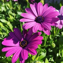  African Cape Daisies
