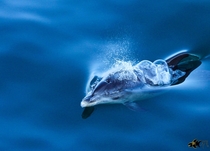  Atlantic Spotted dolphin coming up for a breath