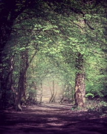  Beautiful woods at Trent Park in London England    px