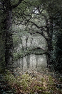  beautifully spooky woodland in North London England x