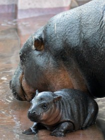  Day Old - Pygmy Hippopotamus Hexaprotodon Liberiensis 