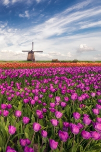  Dutch Classic  Tulips and a windmill under a beautiful sky 