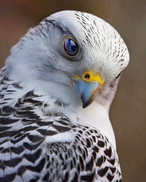  Falcon