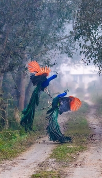  Fighting Peacocks