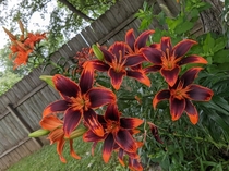  Forever Susan - Asiatic Lily