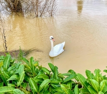  France - The pretty swan on the Marne at Le Perreux