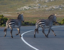  I guess this is a zebra crossing