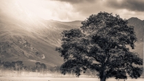  lone tree at Buttermere in the Lake District in England x