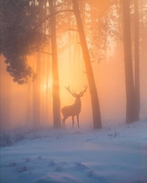  Magical buck in morning mist by Diego Hernandez