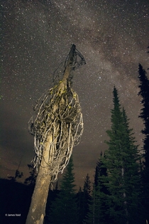  Milky Way and Tree By Lake Hazard Idaho My First Composite