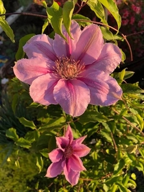  Morning light on the first Clematis blooms of the season