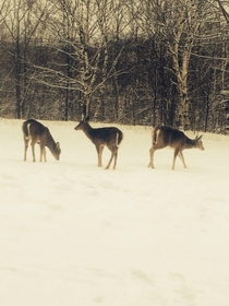  Nova Scotia Canada City deer basically our neighbors