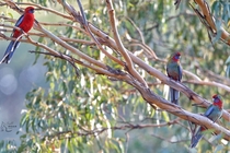  of a kind - Crimson Rosellas in a gum tree 