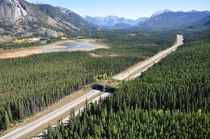  of  wildlife overpasses on the Trans-Canada Highway route through Banff National Park Alberta 