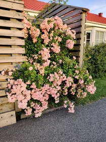  Our wonderful rose bush in the evening sun This year without any attack from aphids