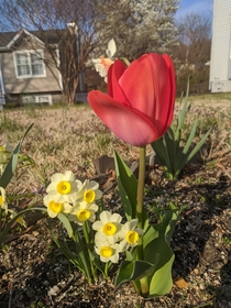  Red Tulip Tulipa gesneriana and Mini Daffodils Narcissus asturiensis in my mailbox flower bed