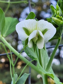  Snap-pea blossom Hey I know what your thinking