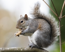  Squirrel feeding on a peanut Cary NC