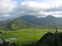  Taro fields in Hanalei Valley Kauai  x Olympus digital