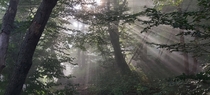  The rays of early morning sunshine breaking through the thick mist of a Slovenian forest x