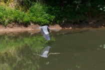  This blue heron I was lucky enough to capture mid flight 